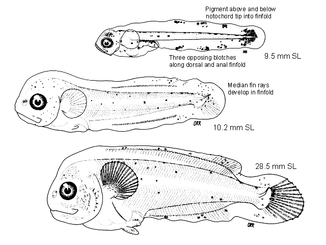 Icosteus aenigmaticus