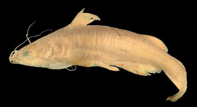 Ictalurus ochoterenai