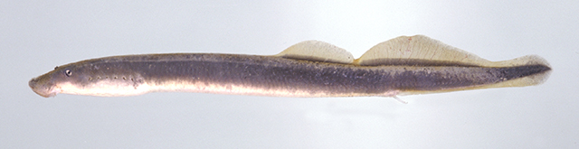 Lampetra aepyptera
