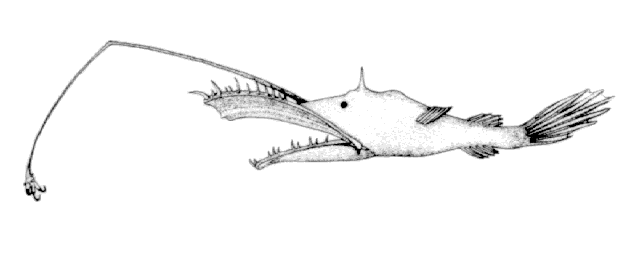 Lasiognathus beebei
