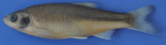 Mermere minnow (Ladigesocypris mermere) — Cyprinidae
