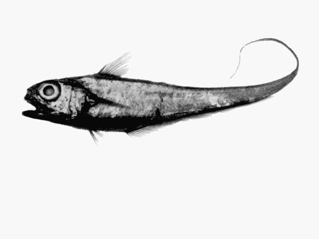 Lepidorhynchus denticulatus