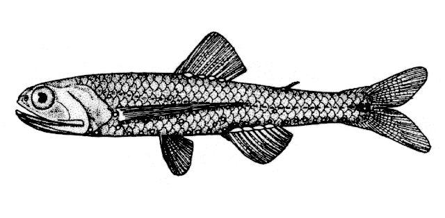 Lepidophanes guentheri