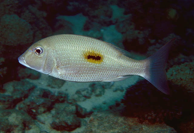 Lethrinus harak