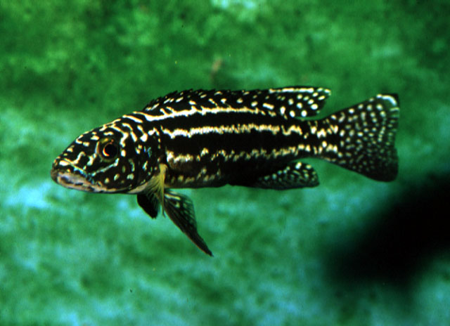 Lepidiolamprologus kendalli