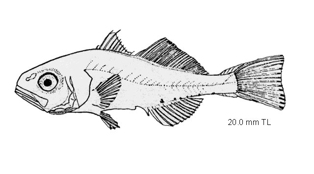 Leiostomus xanthurus