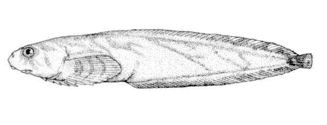 Liparis pulchellus