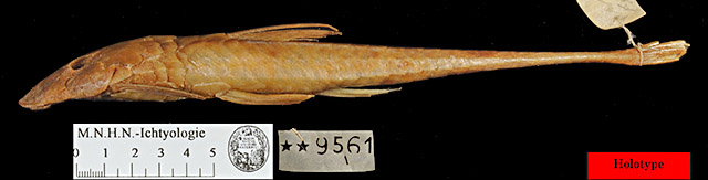 Loricariichthys castaneus
