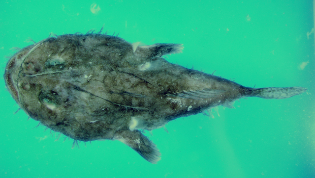 Lophiodes insidiator
