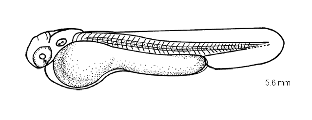 Luxilus chrysocephalus