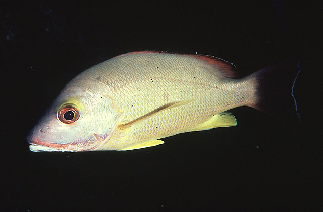 Lutjanus fulvus