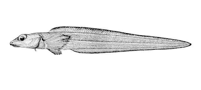 Lycodes diapterus