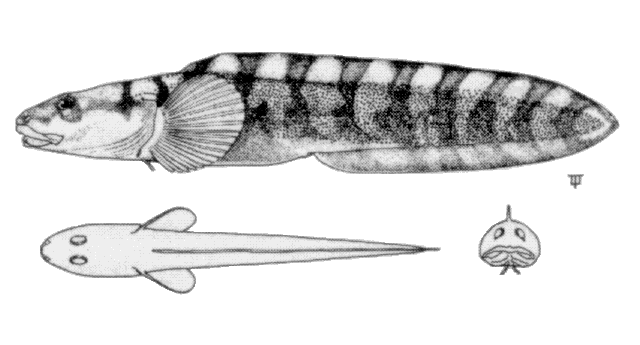 Lycodes reticulatus