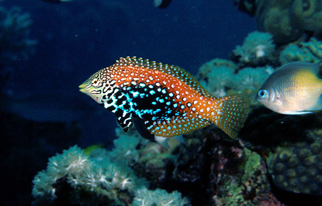 Macropharyngodon marisrubri