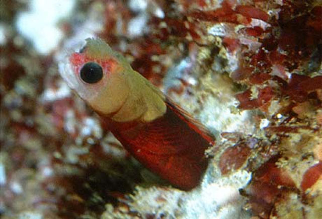 Mccoskerichthys sandae