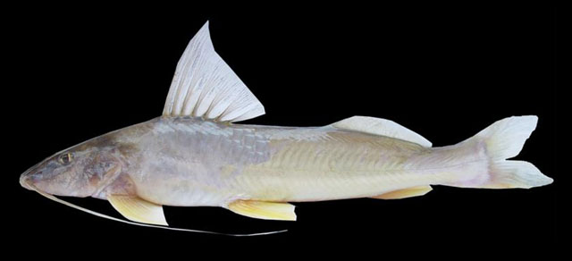 Megalonema platanum