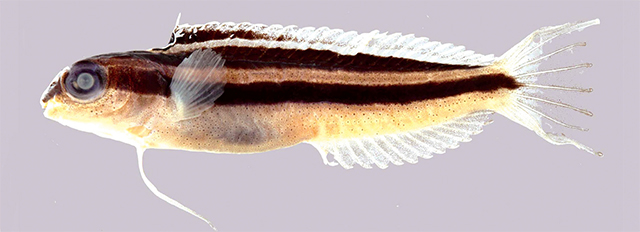 Meiacanthus solomon
