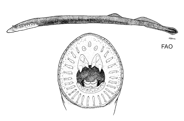 Mordacia mordax