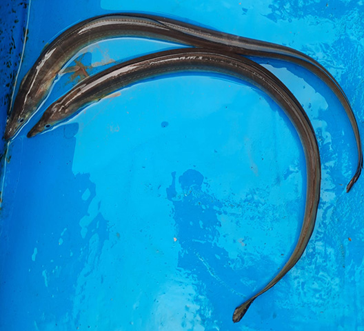 Muraenichthys gymnopterus