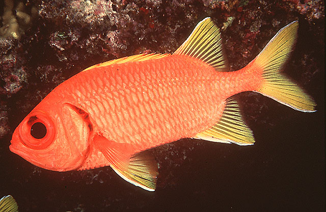 Myripristis chryseres