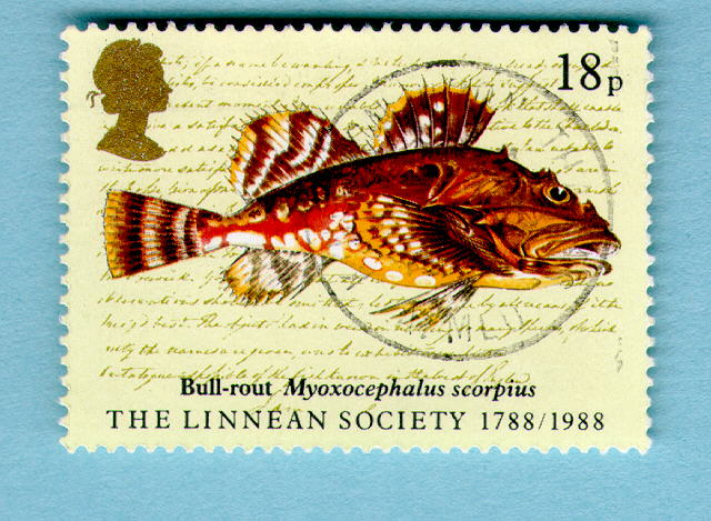 Myoxocephalus scorpius
