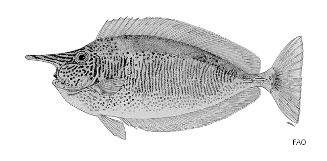 Naso brevirostris