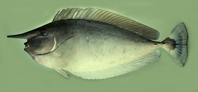 Naso brevirostris