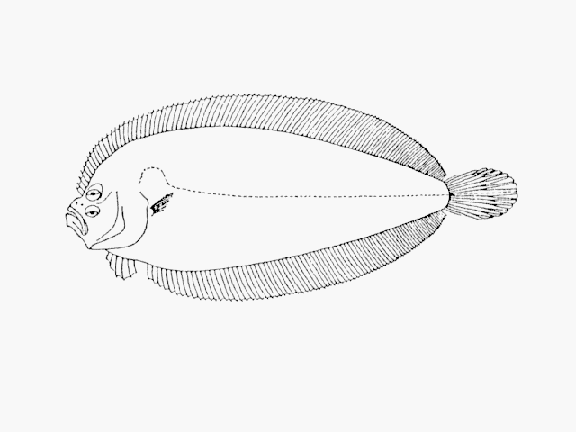 Neolaeops microphthalmus