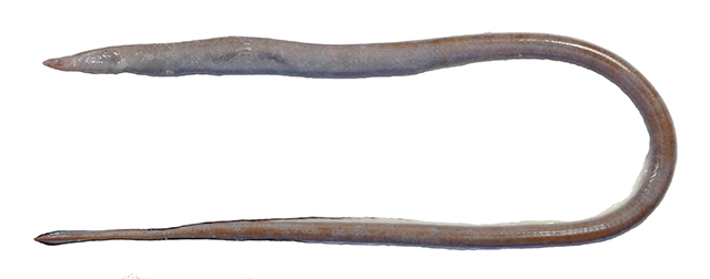 Neenchelys similis