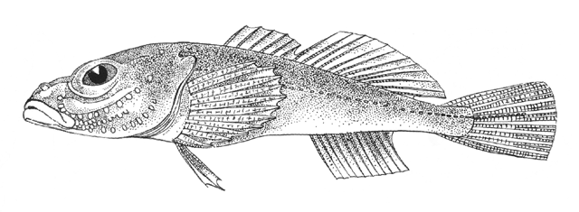 Neocottus thermalis