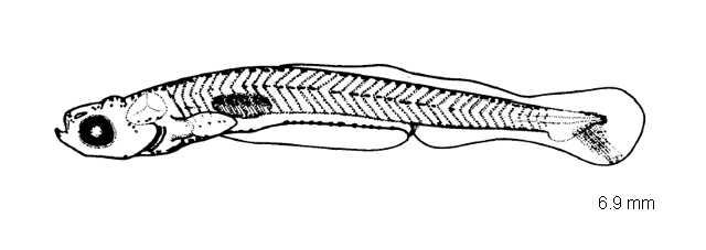 Notemigonus crysoleucas