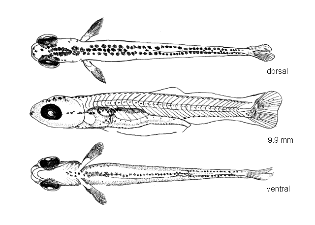 Notemigonus crysoleucas