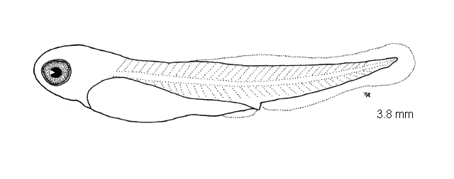 Notropis dorsalis