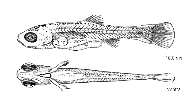 Notropis dorsalis