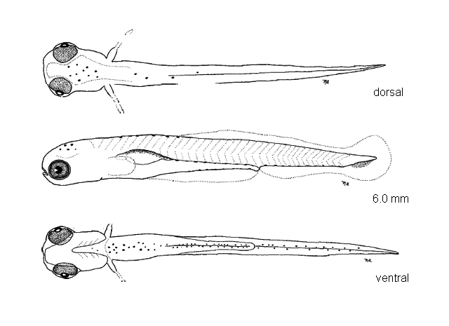 Notropis hudsonius
