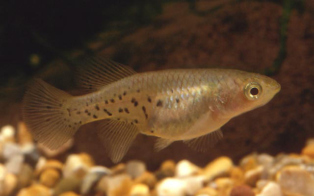 Nothobranchius melanospilus