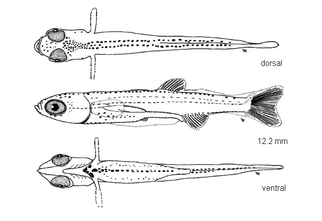 Notropis rubellus