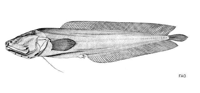 Ogilbia galapagosensis