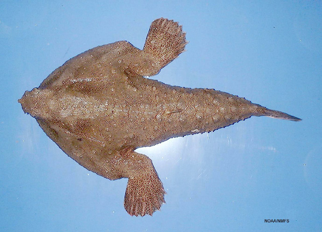 Ogcocephalus pantostictus