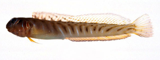 Omobranchus loxozonus