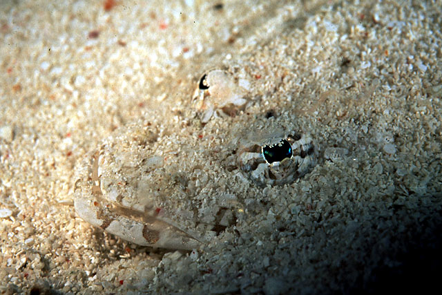 Smallscale flathead (Onigocia oligolepis) — Platycephalidae