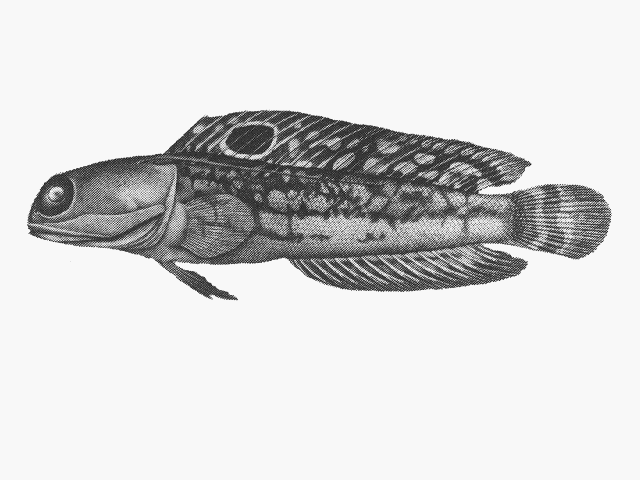Opistognathus nigromarginatus