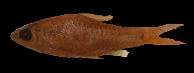 Oreichthys coorgensis