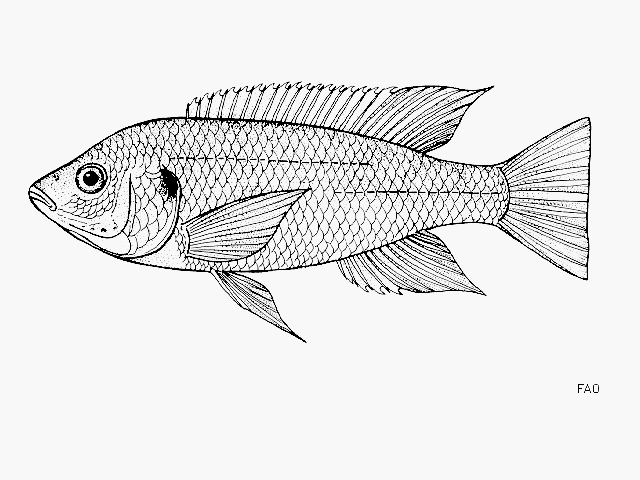 Oreochromis hunteri