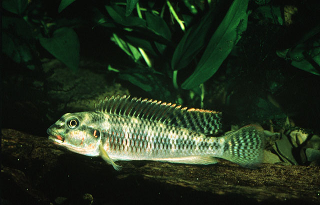 Orthochromis rubrolabialis