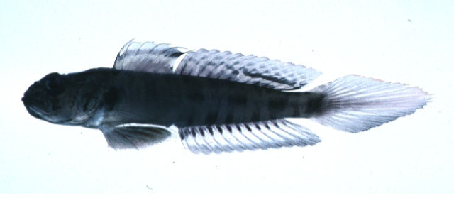 Oxyurichthys visayanus