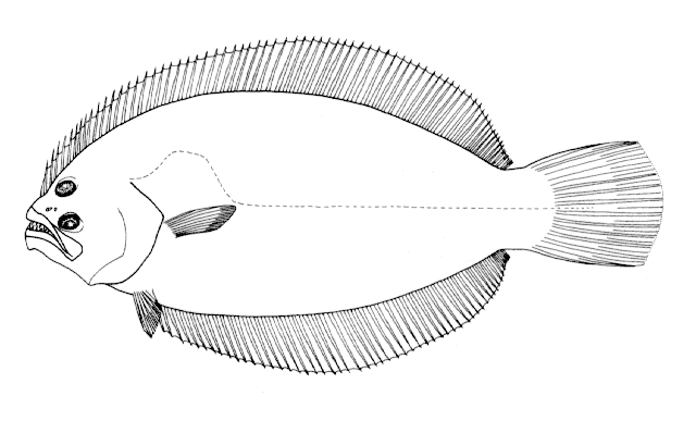 Paralichthys brasiliensis