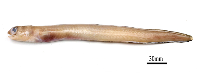 Guiana conger (Paraconger guianensis) — Congridae