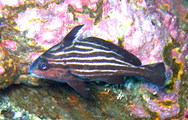 Pareques lineatus