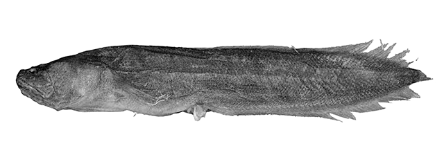 Paradiancistrus lombokensis
